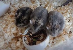 国产什么老鼠的视频,国产动画什么老鼠精彩片段集锦