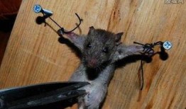 国产什么老鼠的视频,国产动画什么老鼠精彩片段集锦