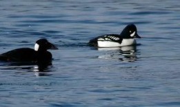 找鸭视频国产,探寻“找鸭视频”背后的创新与魅力