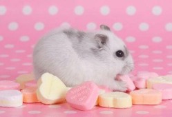 仓鼠鼠粮国产测评视频,品质与性价比的完美结合